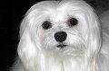 Snowdrop the Maltese  02